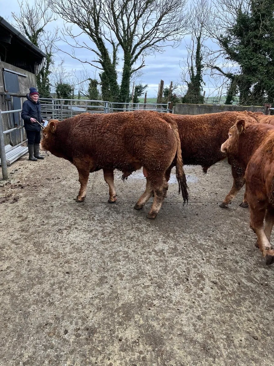 Pedigree Registered Limousin Bulls - Image 3