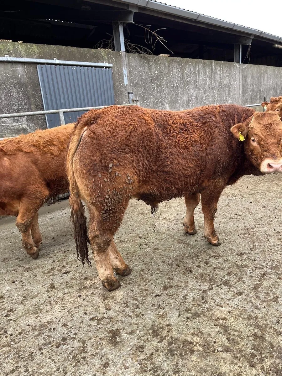 Pedigree Registered Limousin Bulls - Image 4