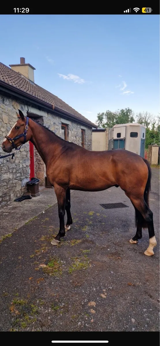 4year gelding - Image 1