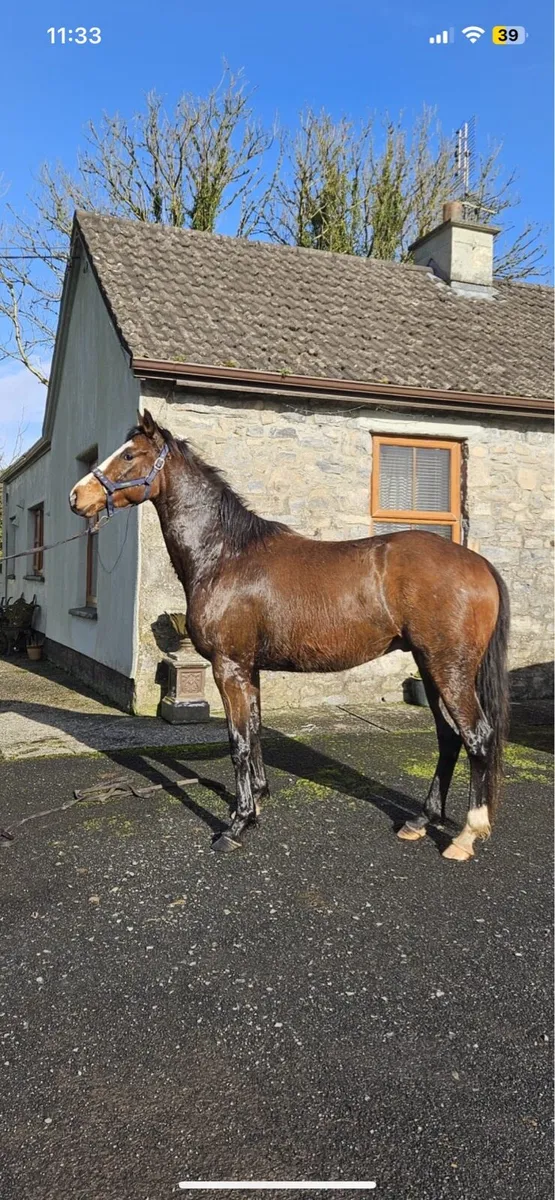 4year gelding - Image 2