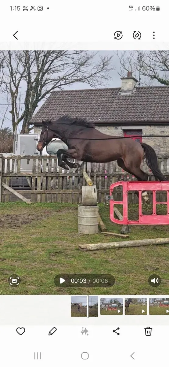 4year gelding - Image 3