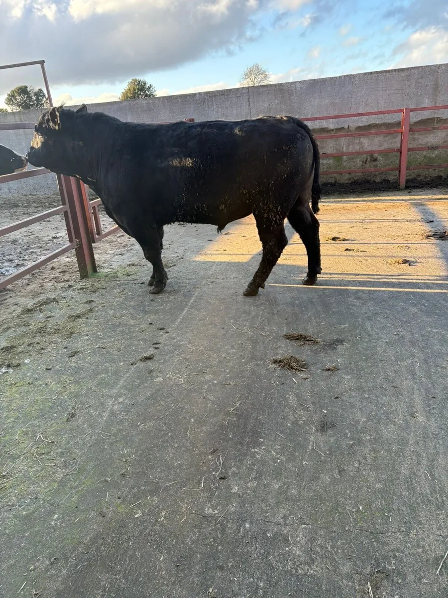 AA Bull for Sale - Image 1
