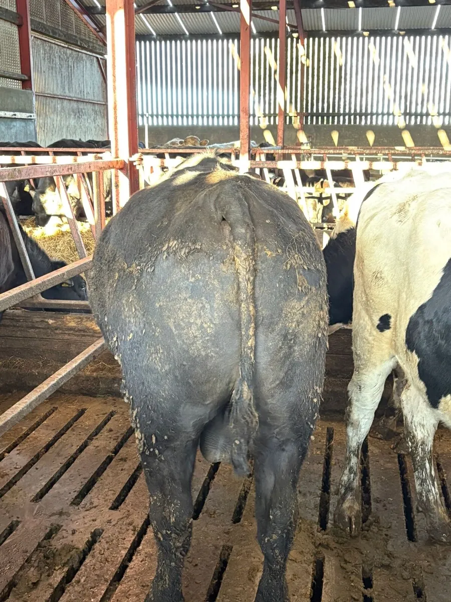 AA Bull for Sale - Image 2