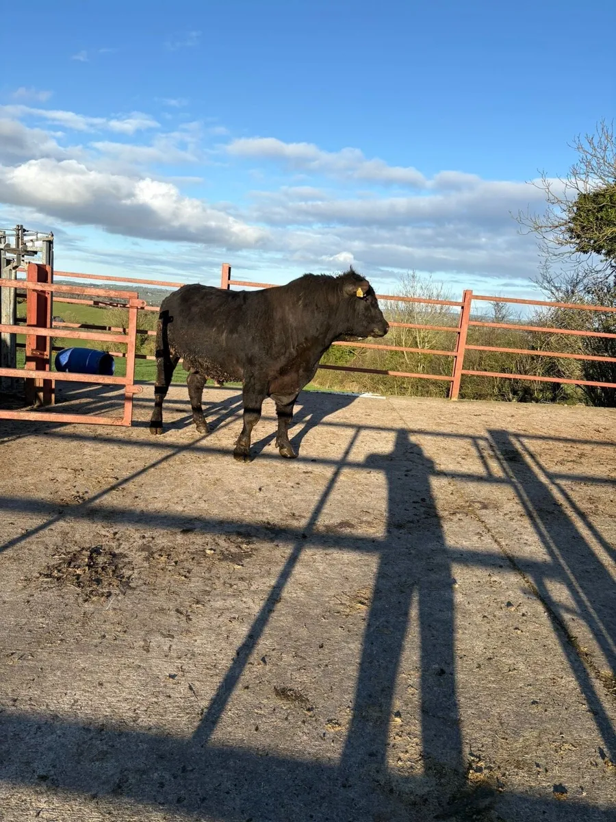 AA Bull for Sale - Image 3