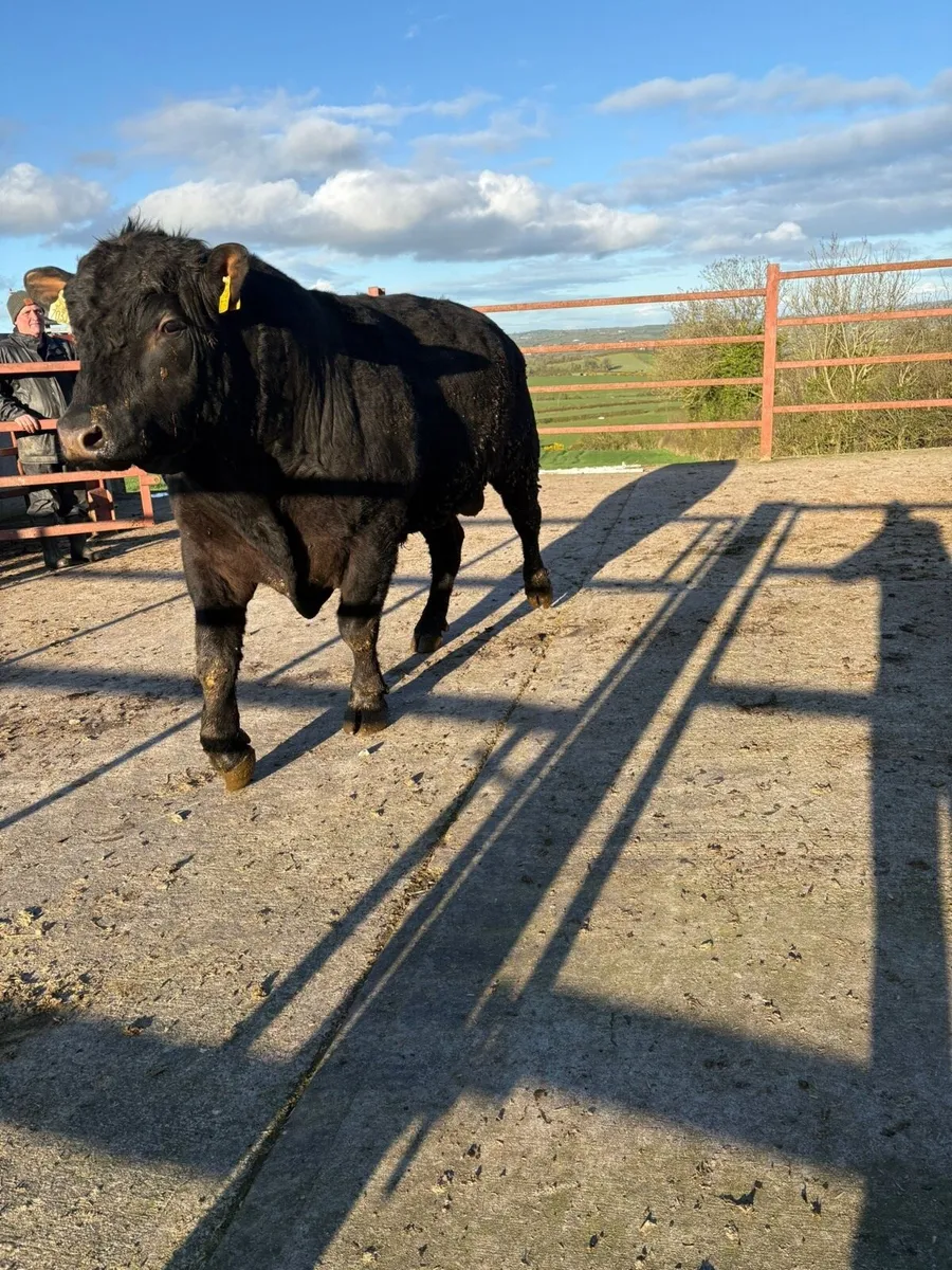 AA Bull for Sale - Image 4