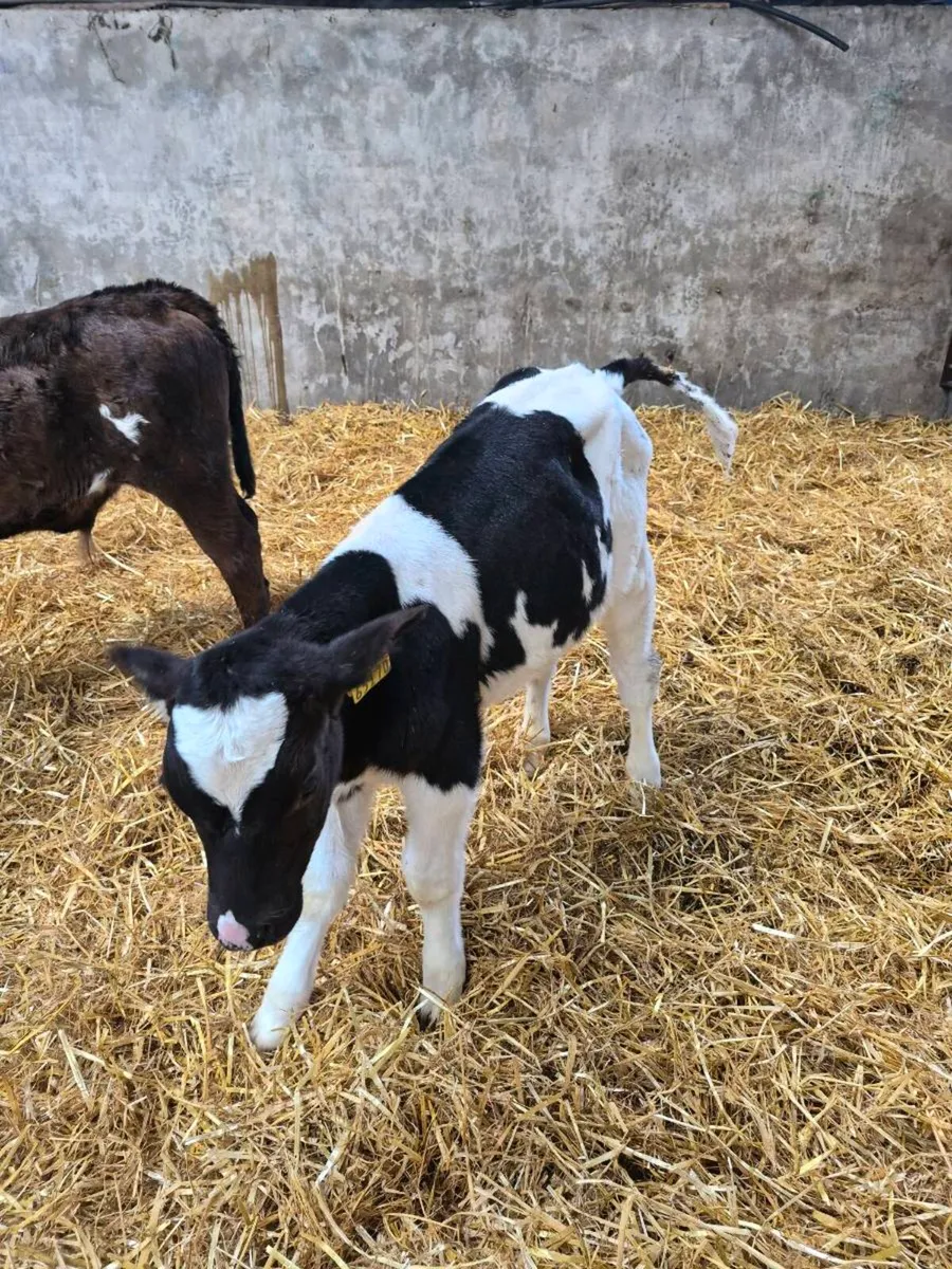 AA and LM and FRX calves for sale - Image 2
