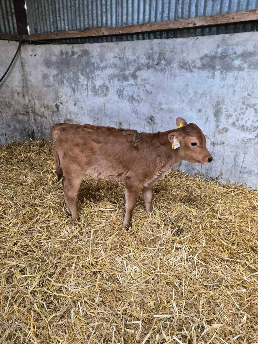 AA and LM and FRX calves for sale - Image 3