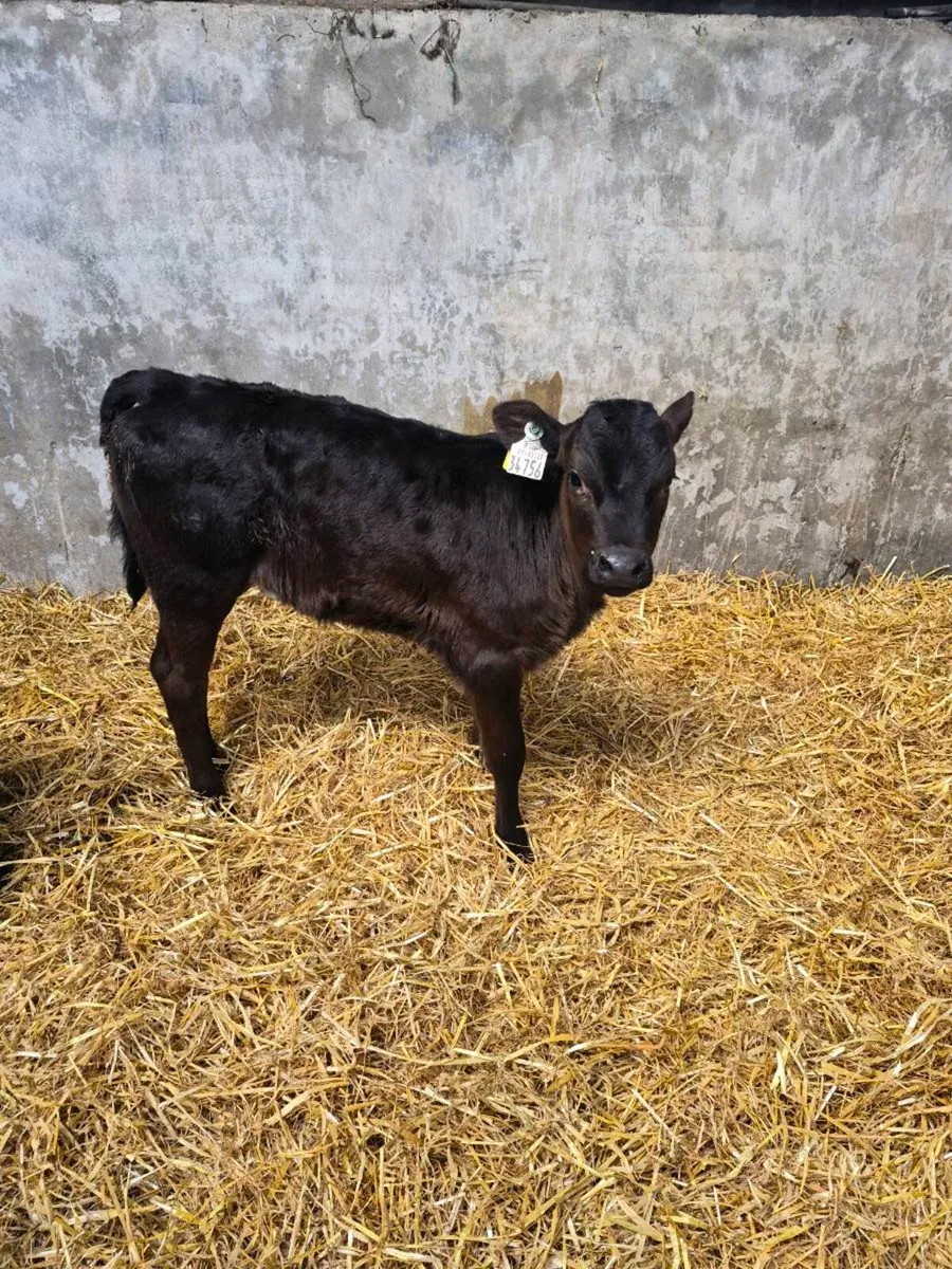 AA and LM and FRX calves for sale - Image 1