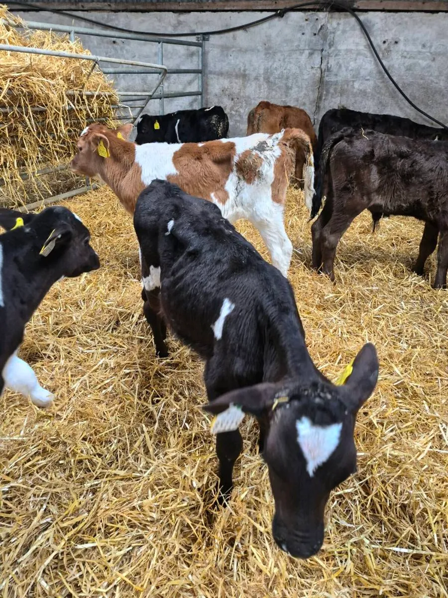 AA and LM and FRX calves for sale - Image 4