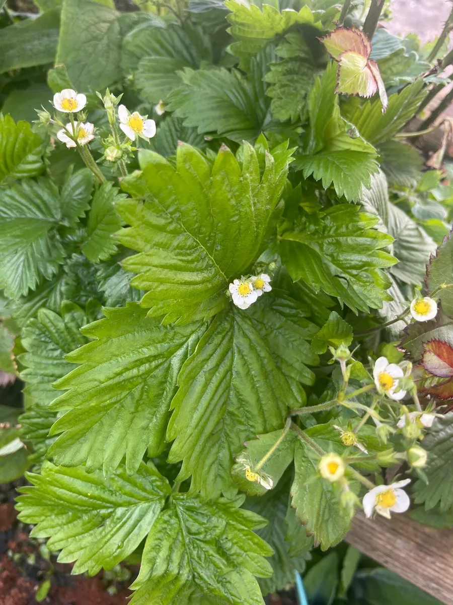 Switzerland little strawberry bush - Image 2