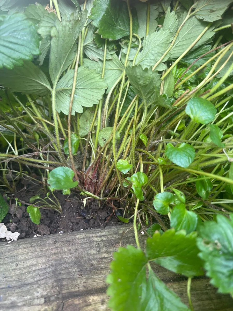 Switzerland little strawberry bush - Image 3