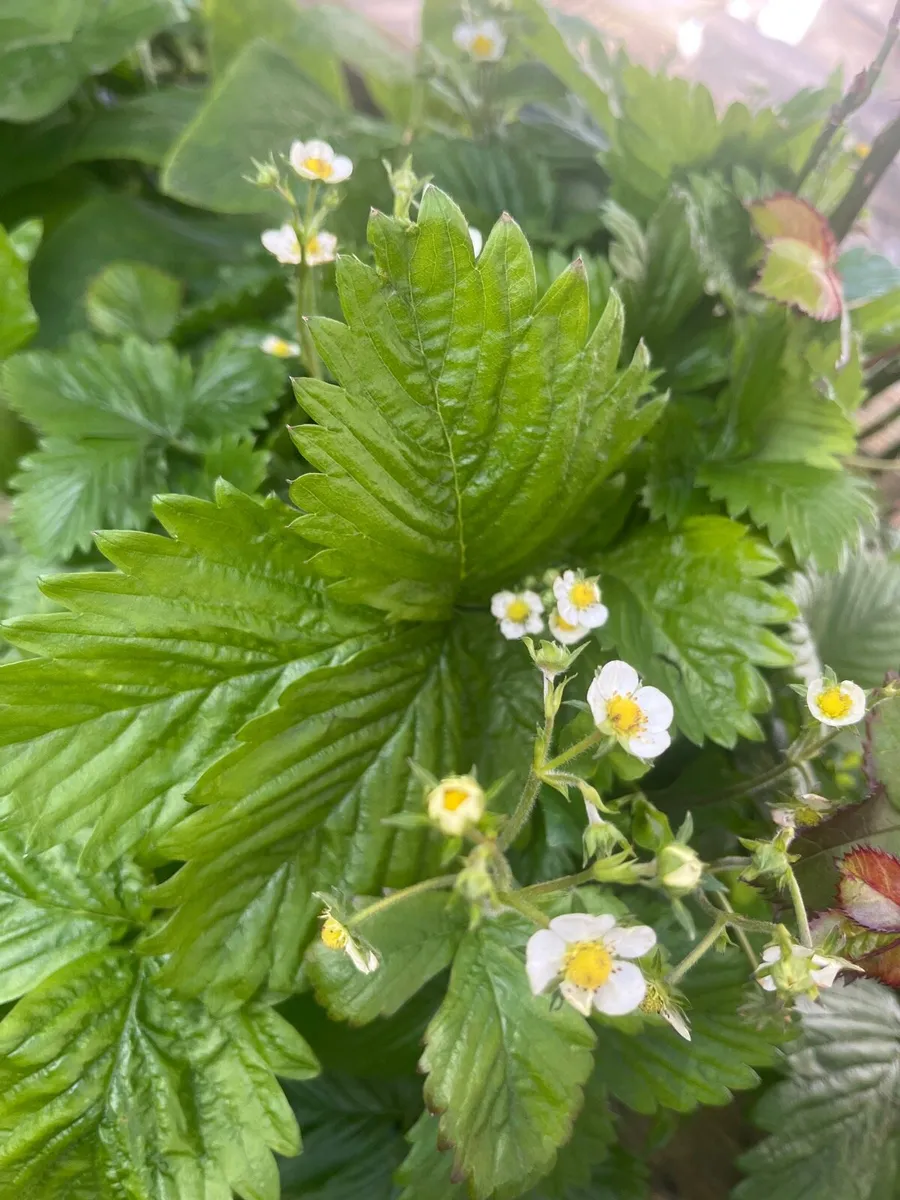 Switzerland little strawberry bush - Image 4