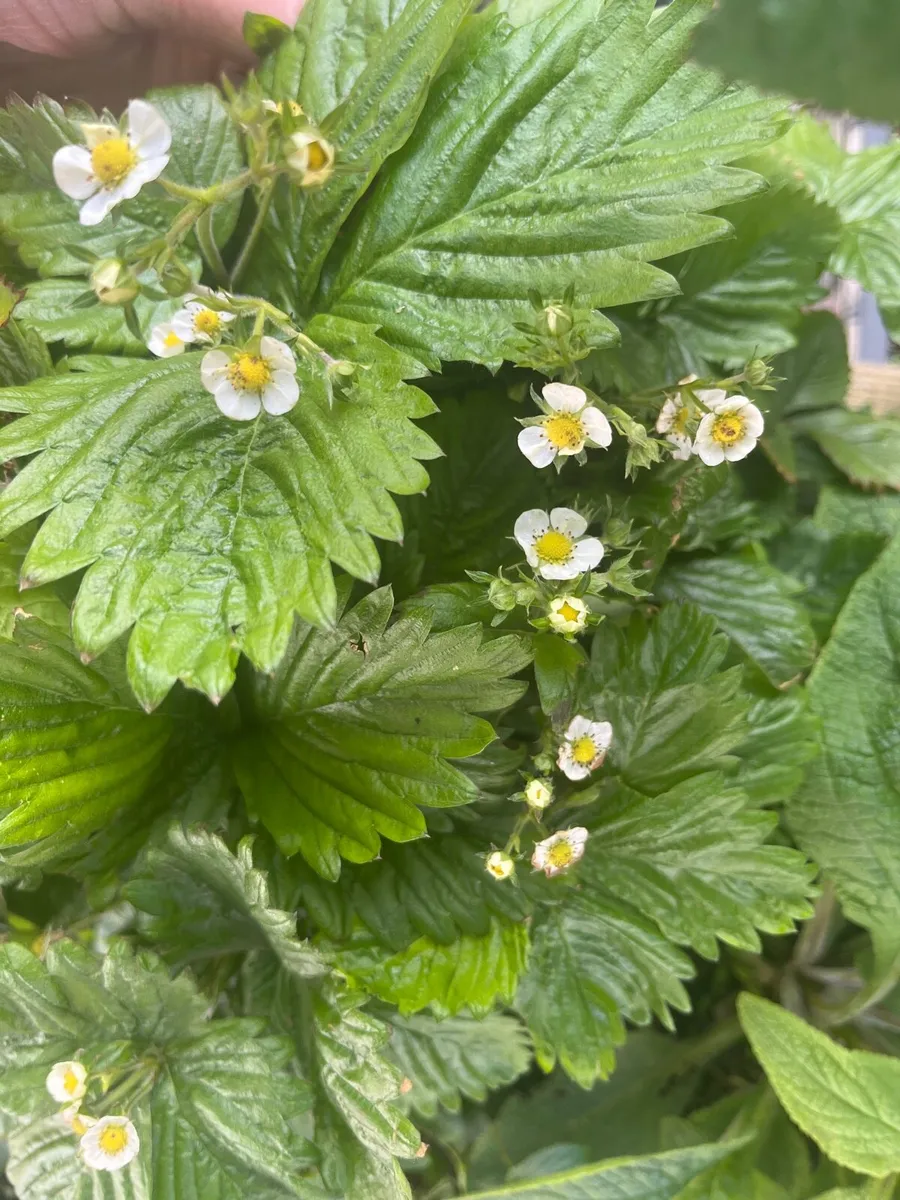 Switzerland little strawberry bush - Image 1