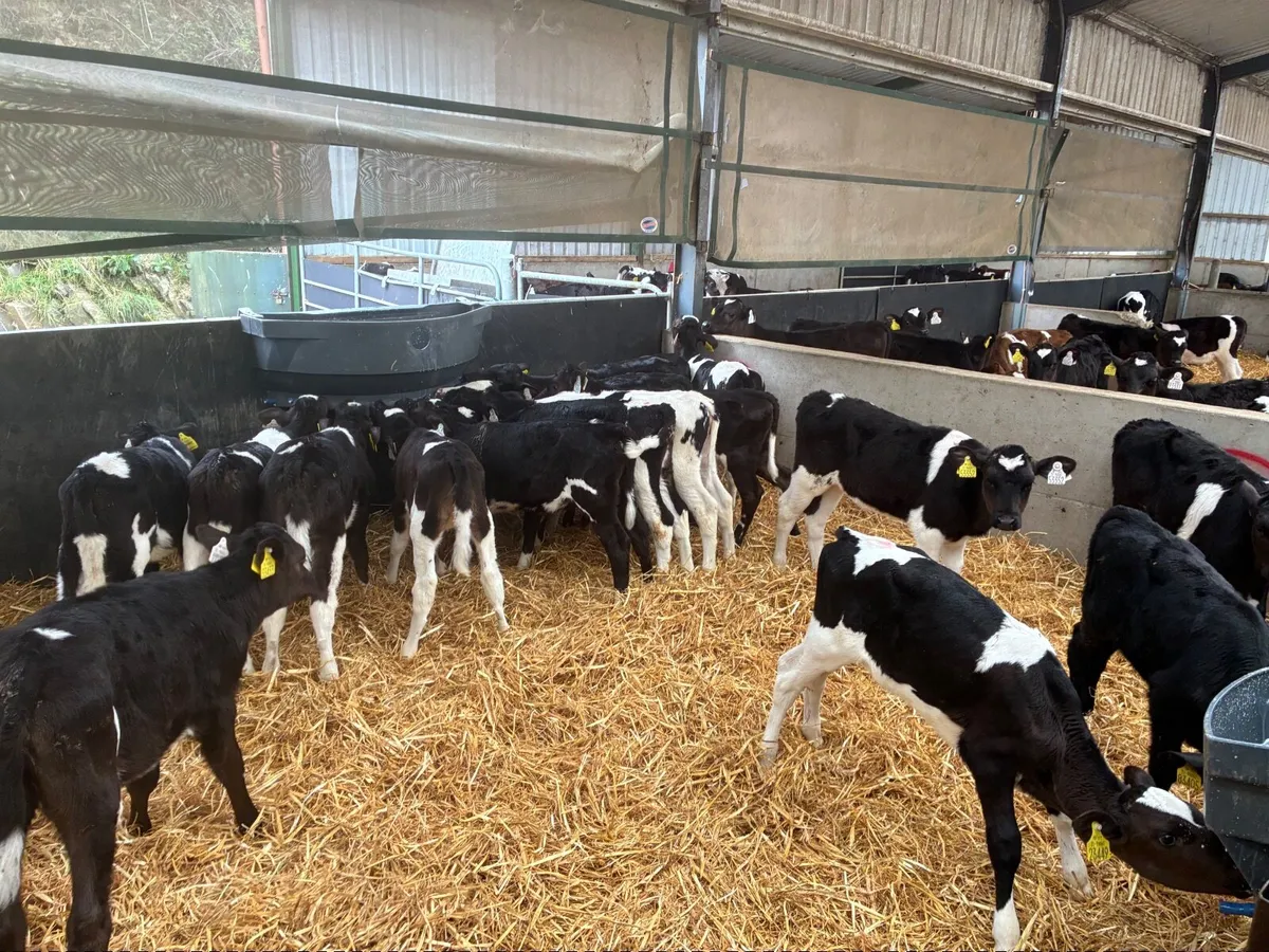 15 Fr heifer calves