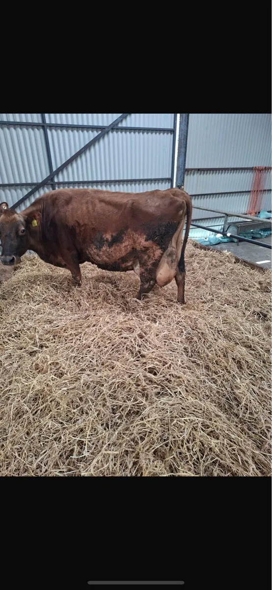 Jersey Cow - Image 1