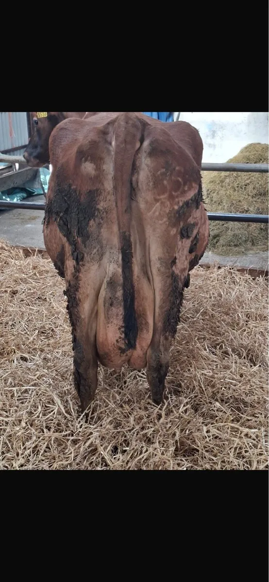 Jersey Cow - Image 2