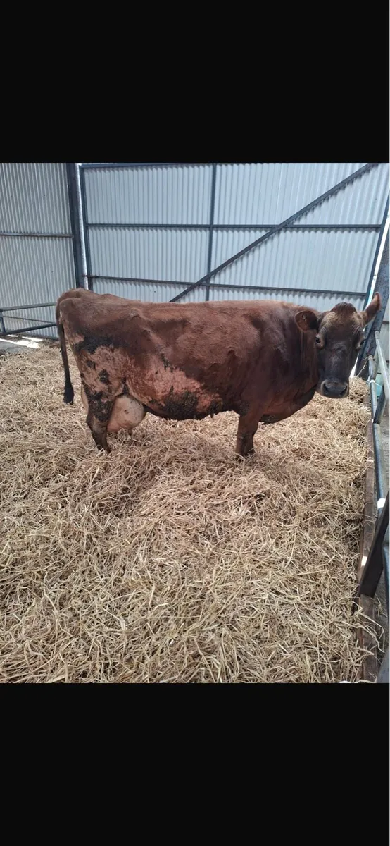 Jersey Cow - Image 3