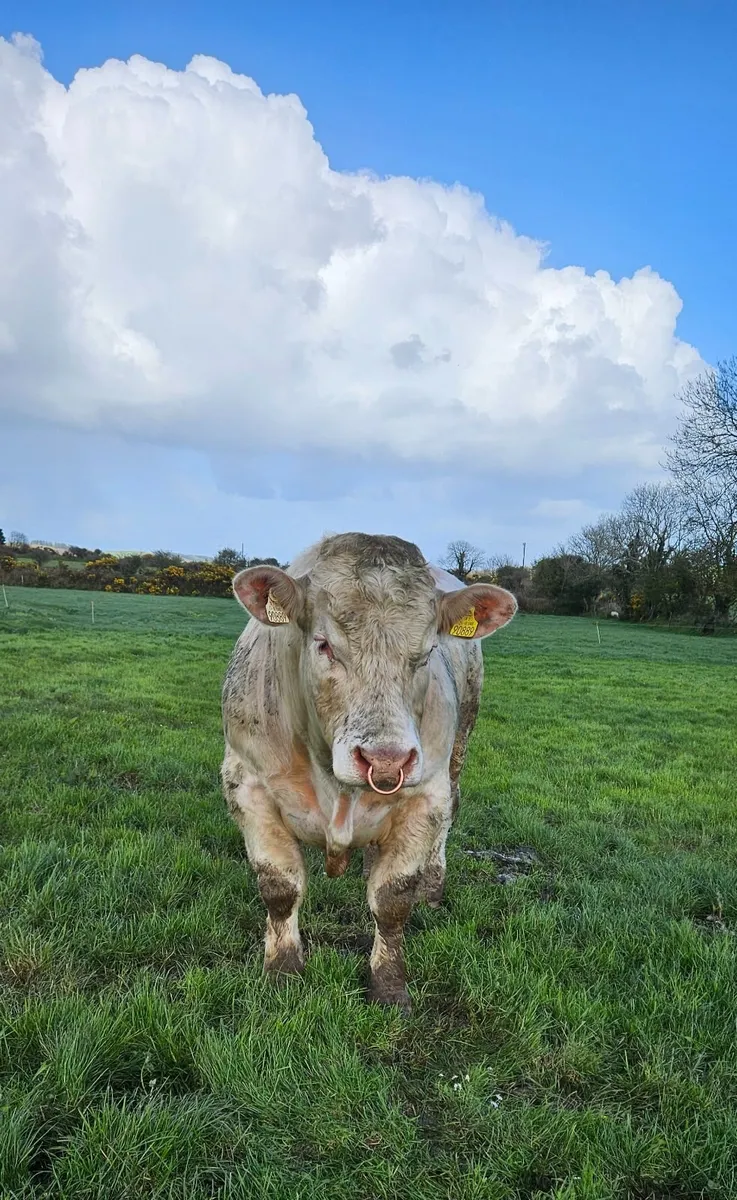 Pedigree Registered Charolais Bull - Image 4