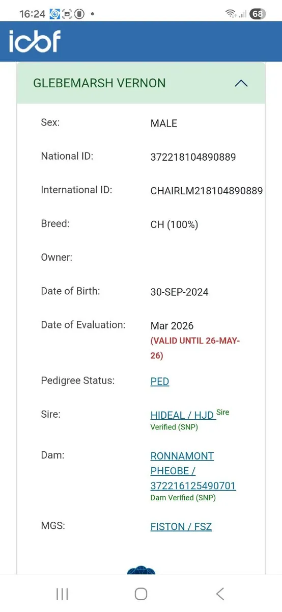 Pedigree Registered Charolais Bull - Image 2