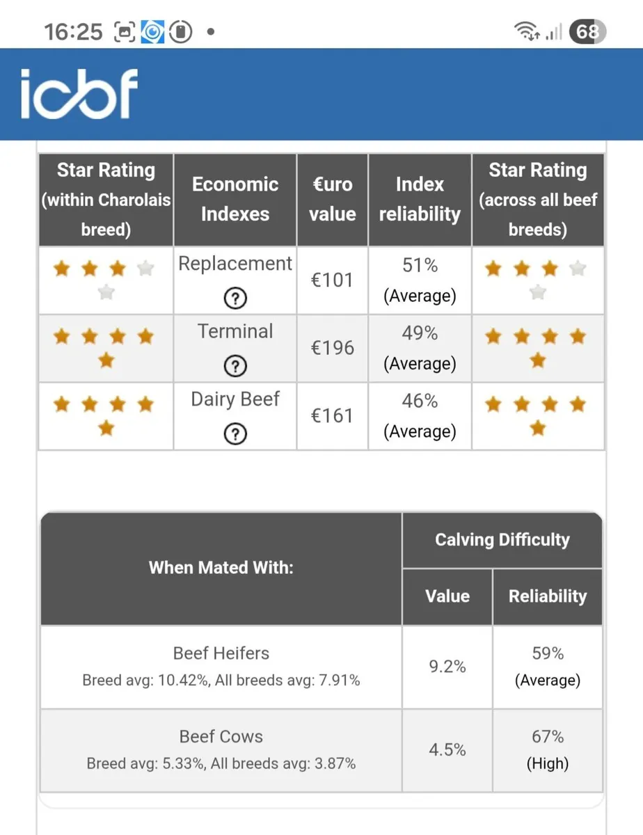 Pedigree Registered Charolais Bull - Image 3