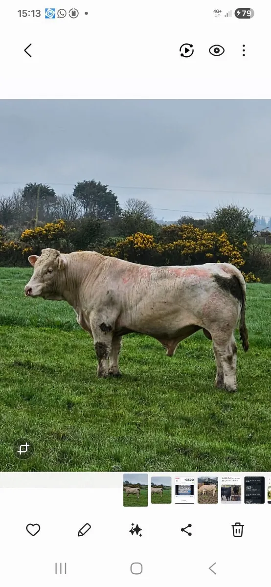 Pedigree Registered Charolais Bull - Image 1