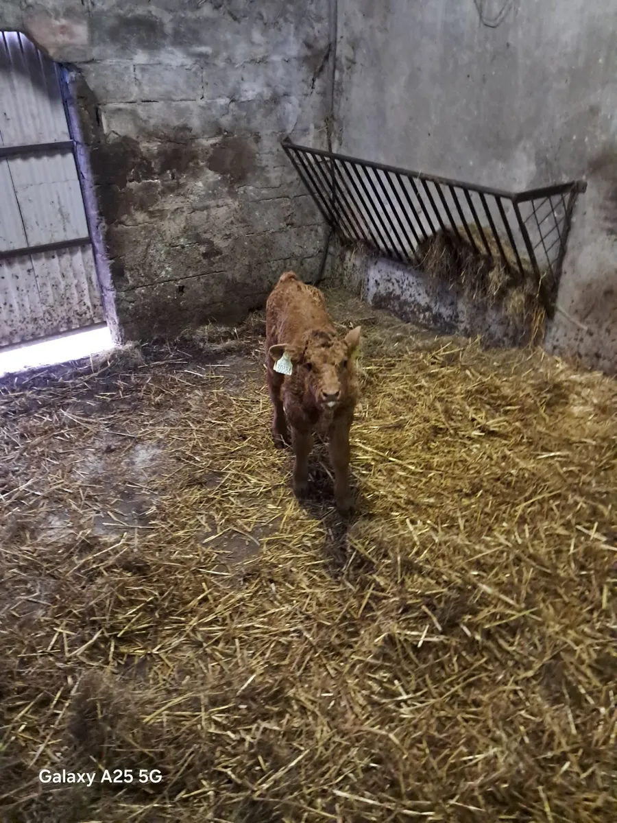 Calf (JP) - Image 2