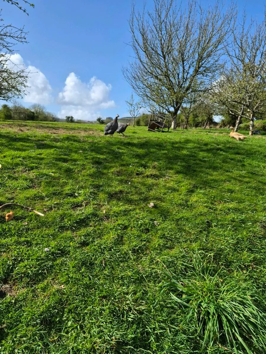 Guinea fowl - Image 1