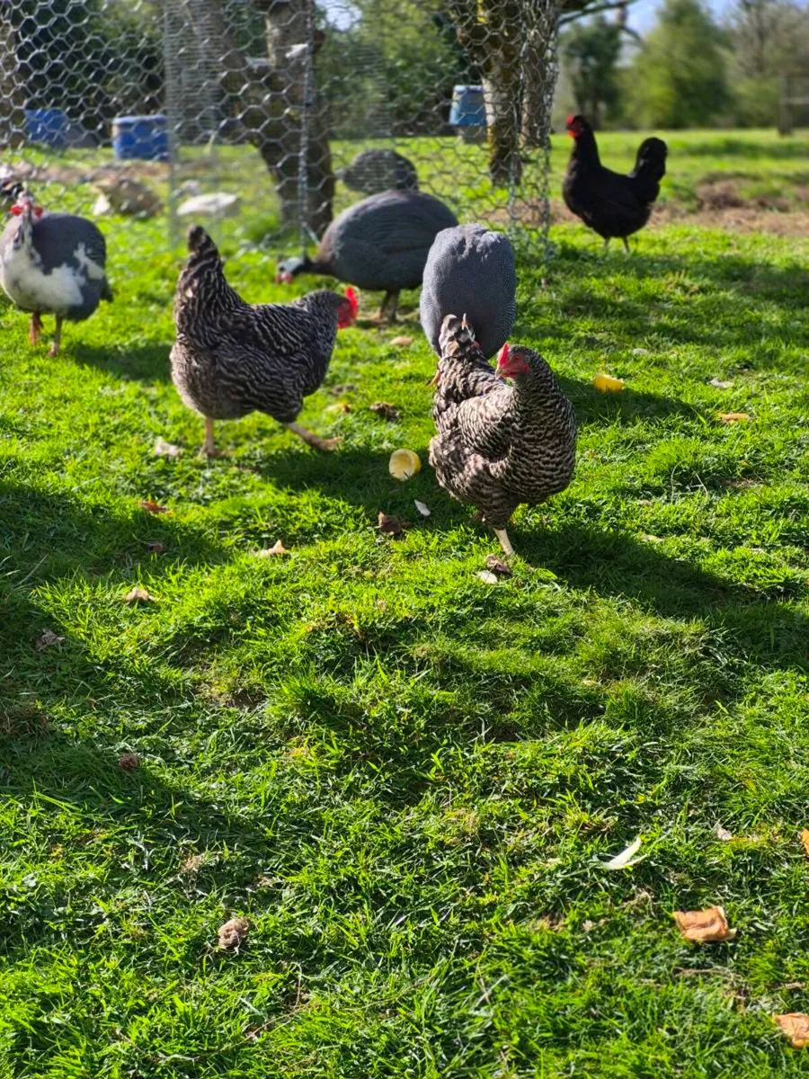 Guinea fowl - Image 2