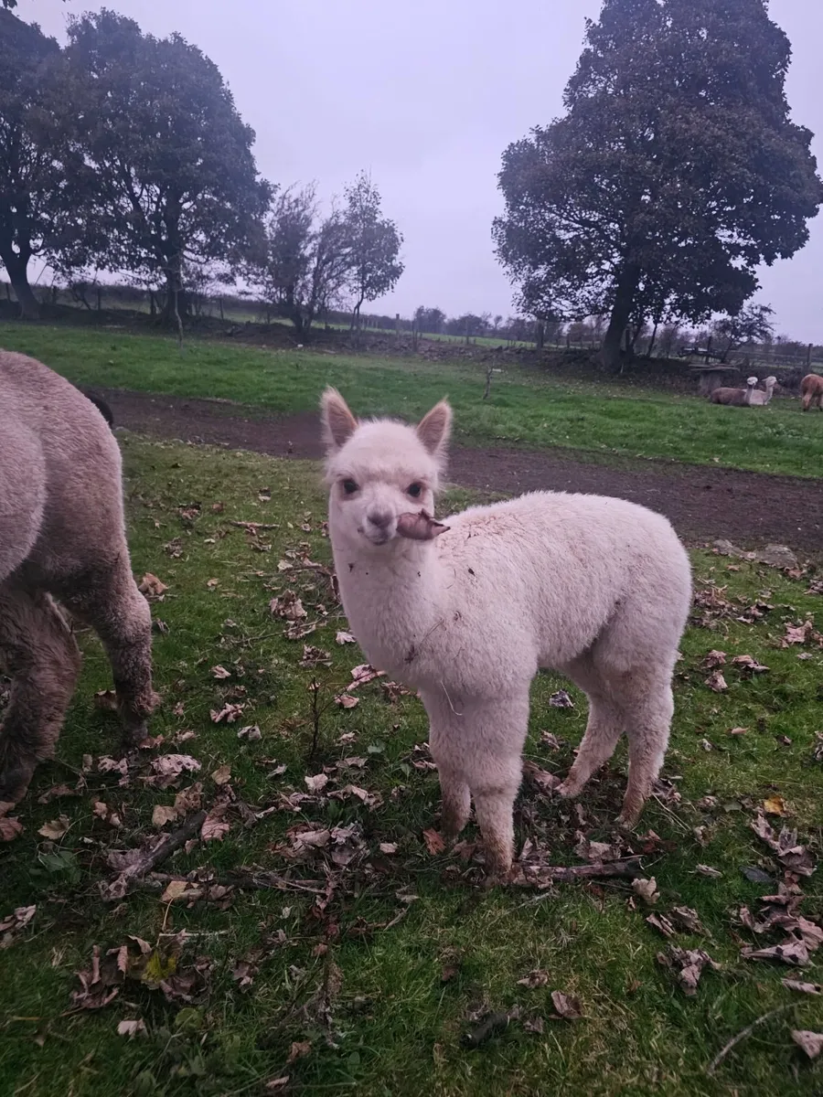 Alpacas - Image 2
