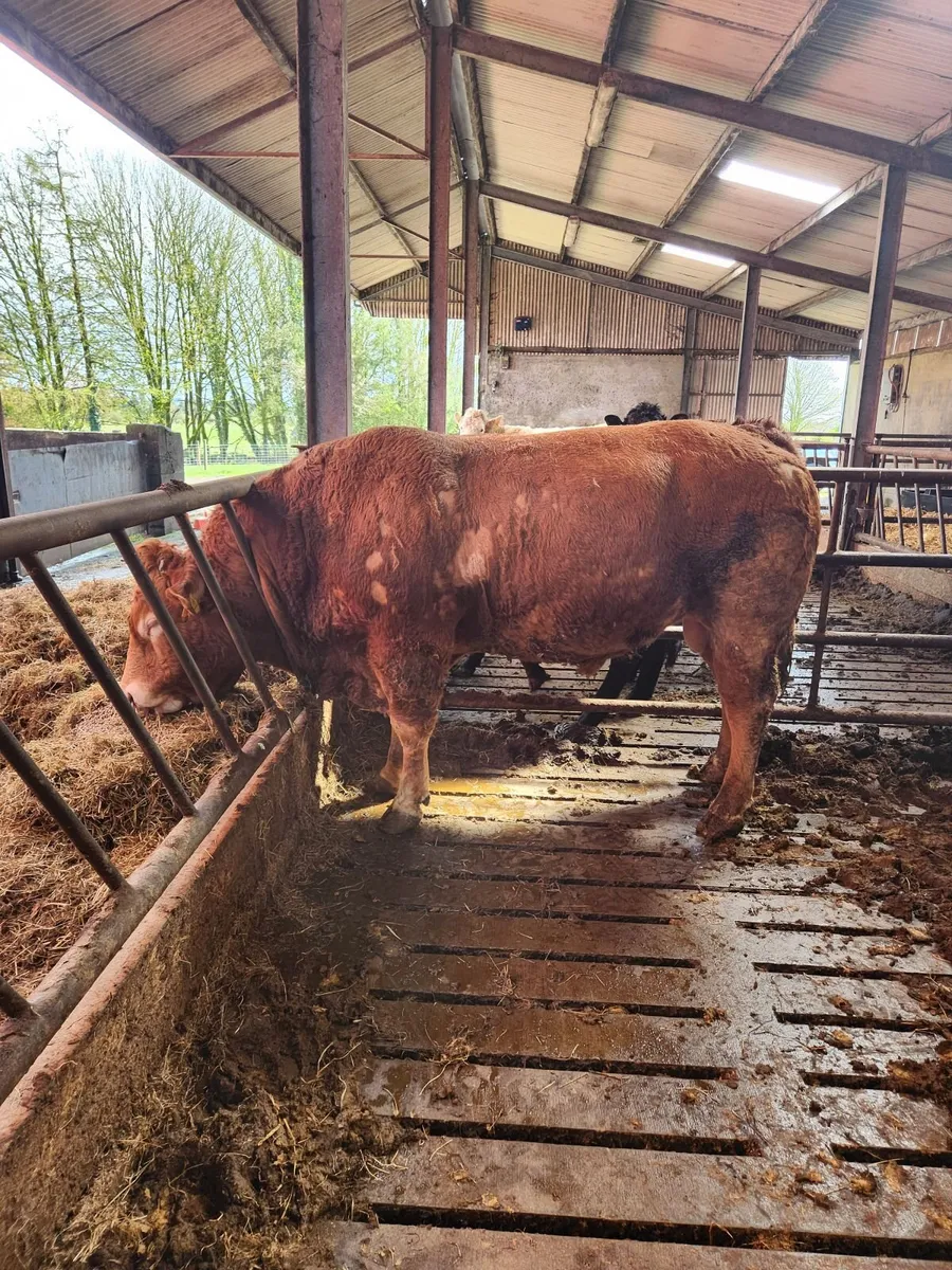 Limousin bull 5star - Image 1
