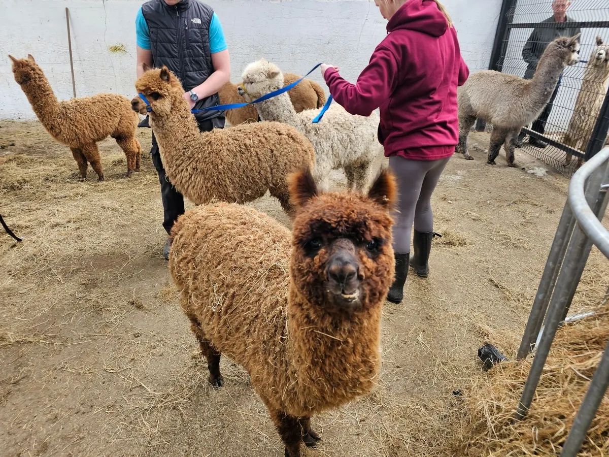 Alpacas - Image 4