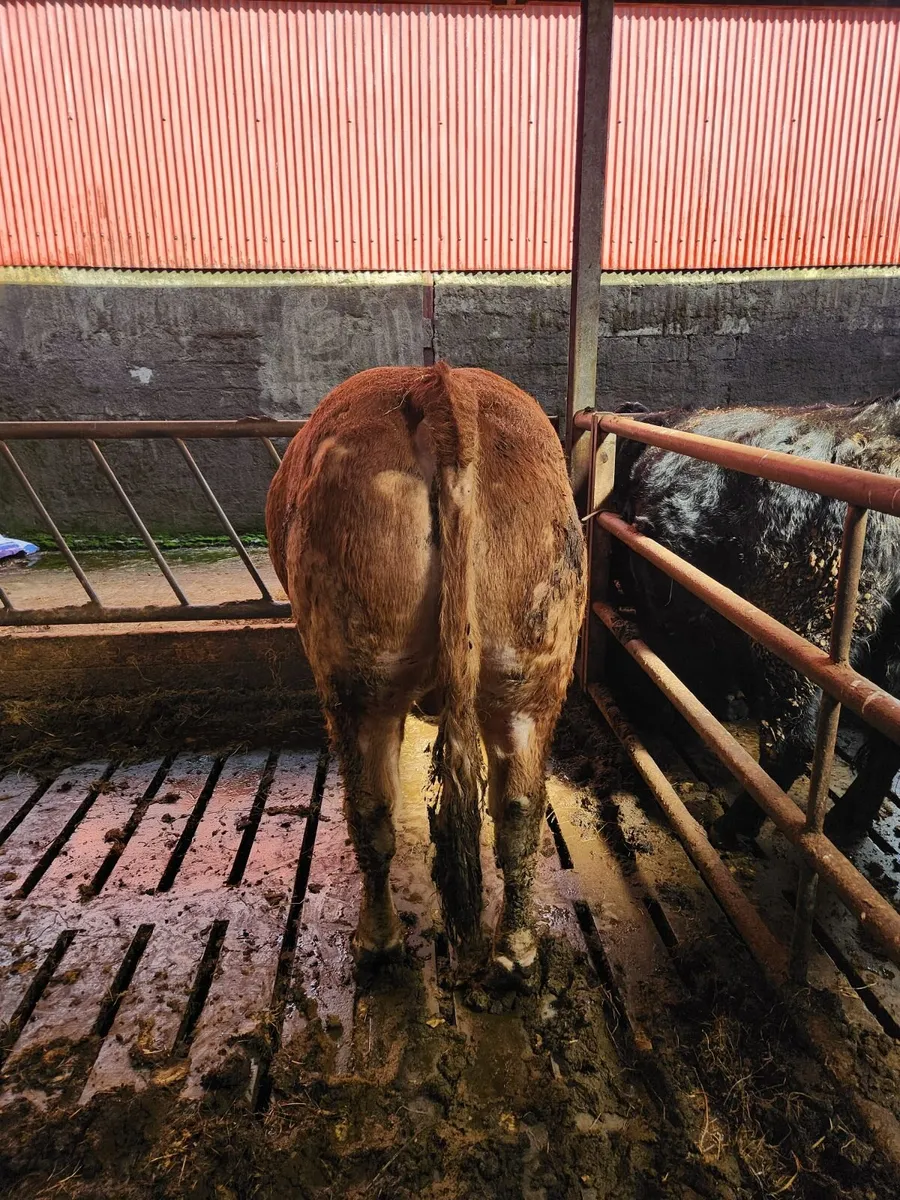 Limousin bull 5star - Image 2