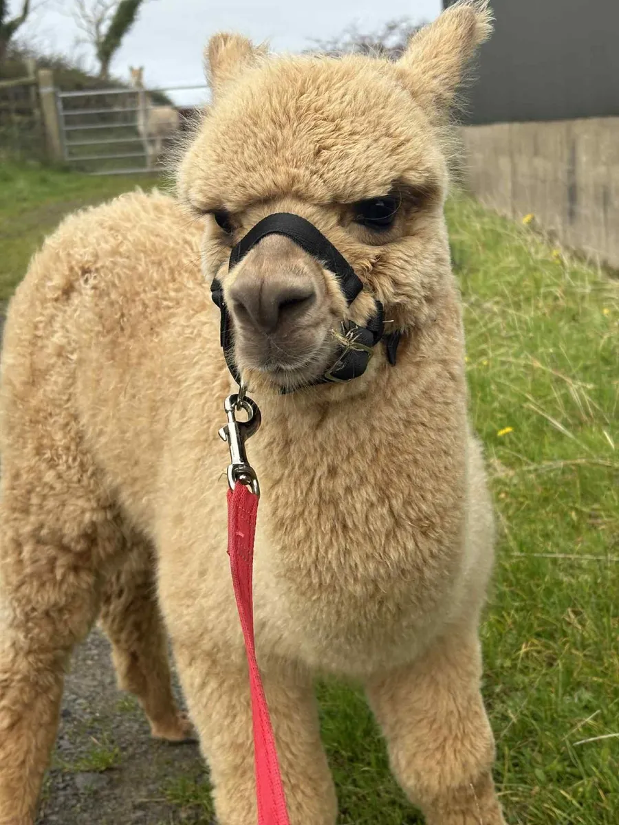 Alpacas last few remaining - Image 4