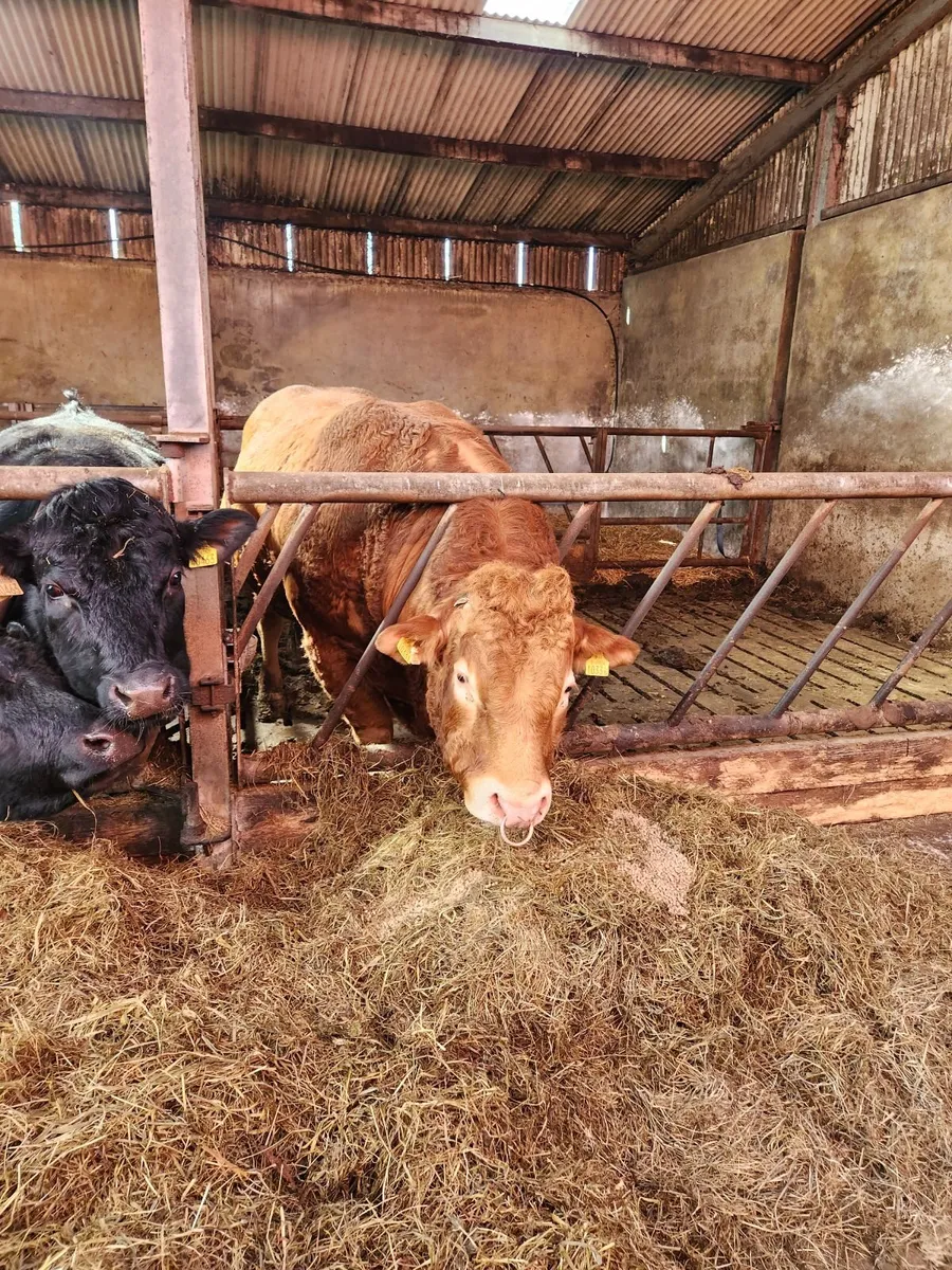 Limousin bull 5star - Image 3