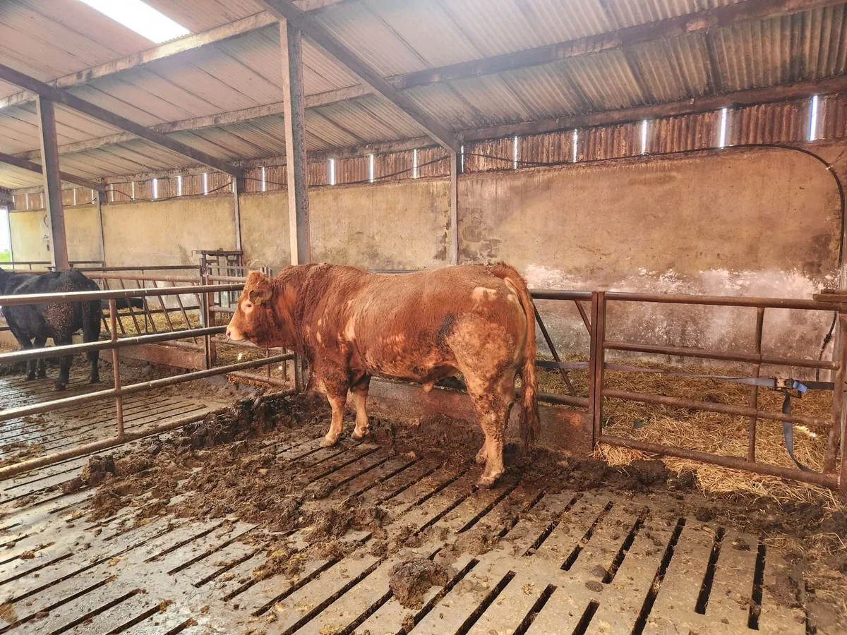 Limousin bull 5star - Image 4