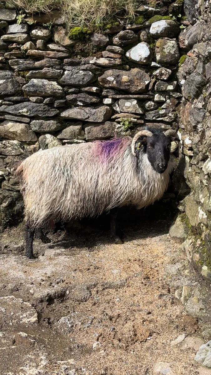 Westie Foster Ewe - Image 1