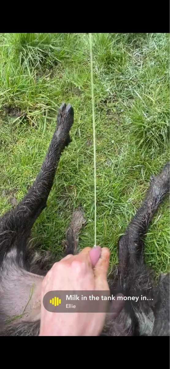 Westie Foster Ewe - Image 2