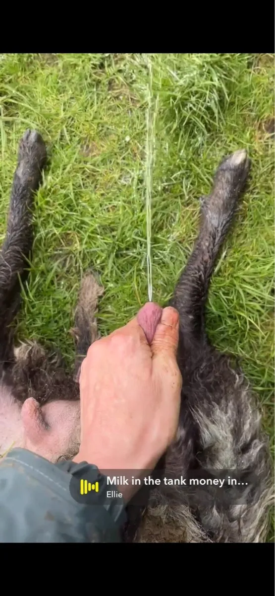 Westie Foster Ewe - Image 3