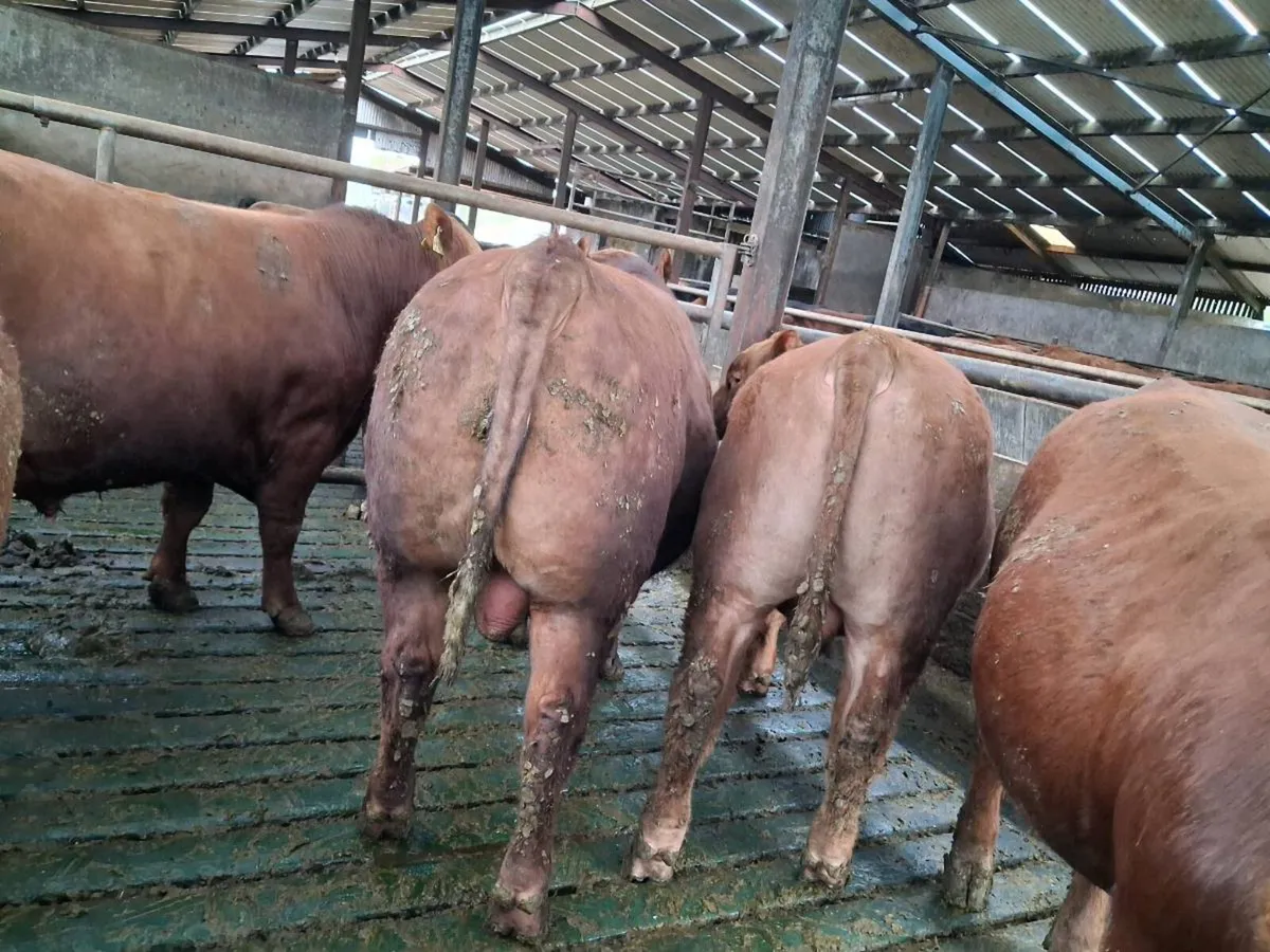 Stabiliser Bulls - Image 1