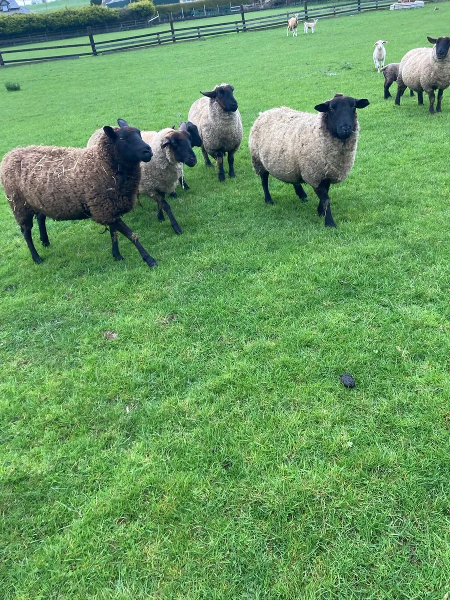 Sheep - Image 2