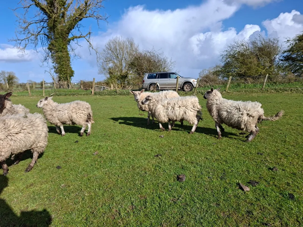 Mule Ewe Hoggets - Image 3
