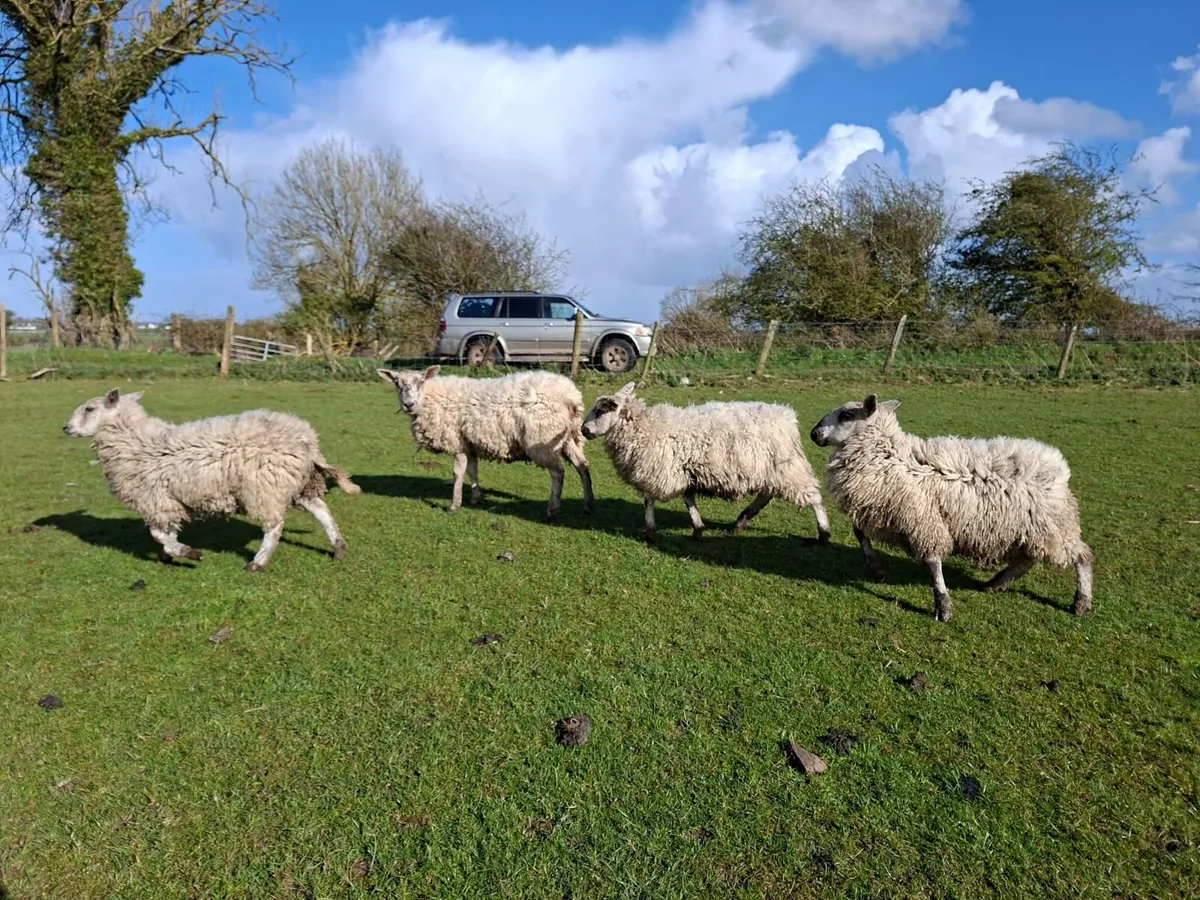 Mule Ewe Hoggets - Image 4