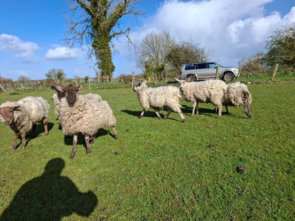 Mule Ewe Hoggets - Image 2