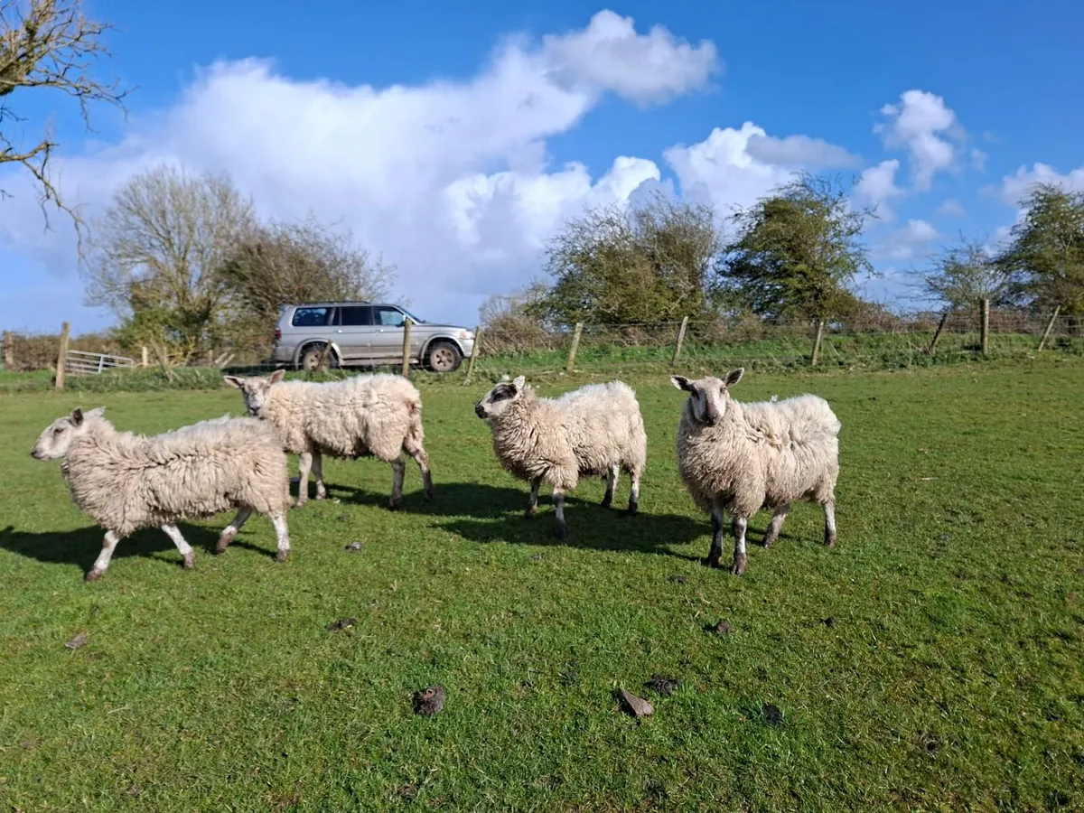 Mule Ewe Hoggets - Image 1