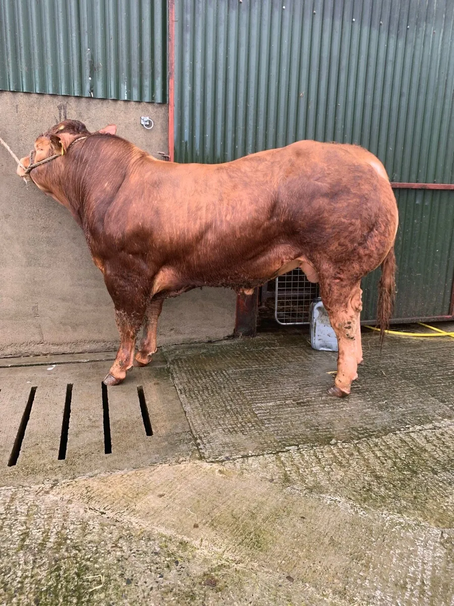 Easy Calving Pedigree Limousin bull - Image 2