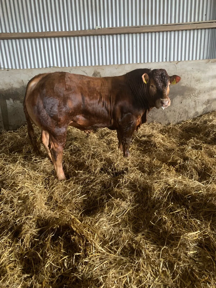 Easy Calving Pedigree Limousin bull - Image 3