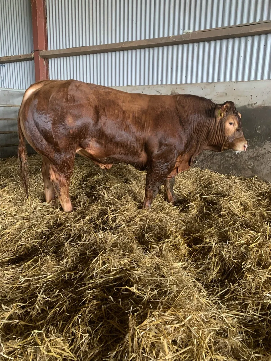 Easy Calving Pedigree Limousin bull - Image 1