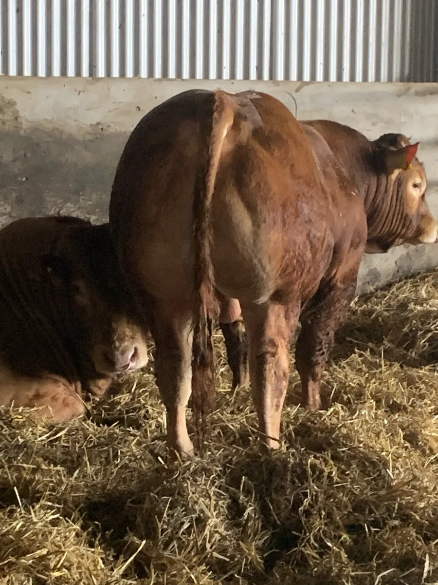 Easy Calving Pedigree Limousin bull - Image 4