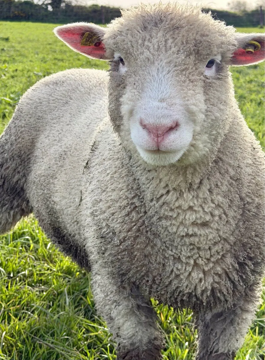 Pedigree Polled Dorset Ram Lamb - Image 3