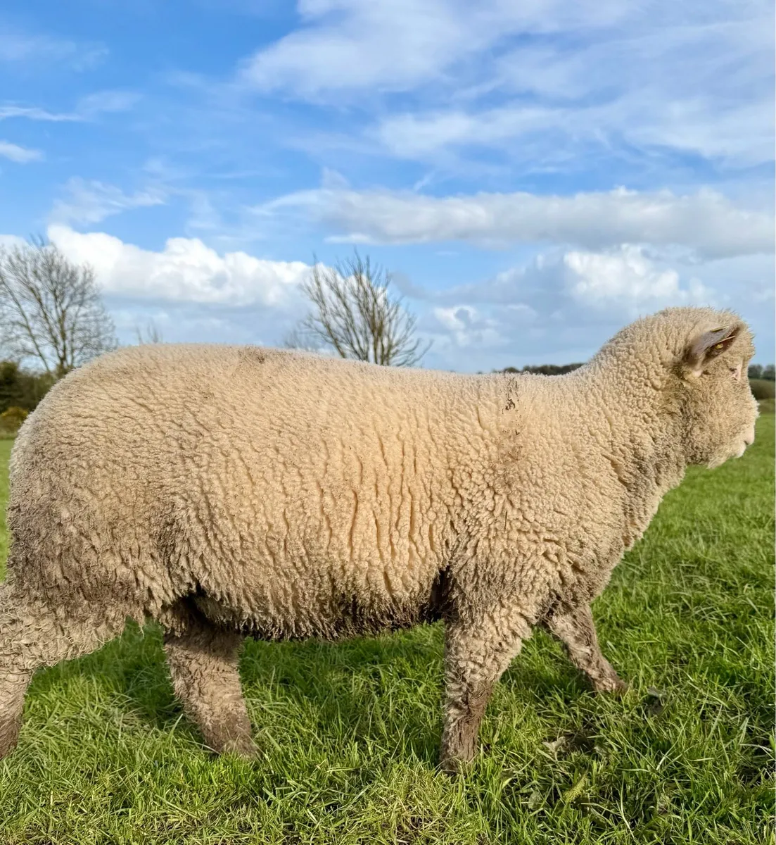 Pedigree Polled Dorset Ram Lamb - Image 1